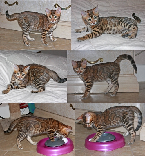 Bengal Kittens For Sale
